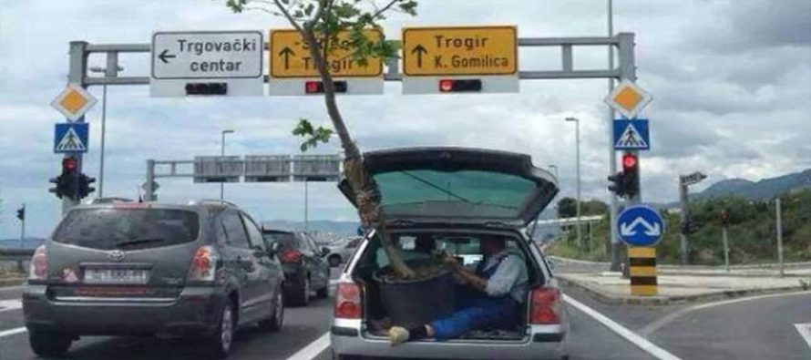 Pogledajte kako je “biserni” dvojac na brzoj cesti Split – Kaštela prevozio stablo