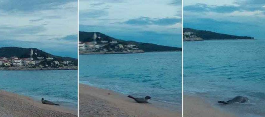 Morski čovik na odmoru u Primoštenu