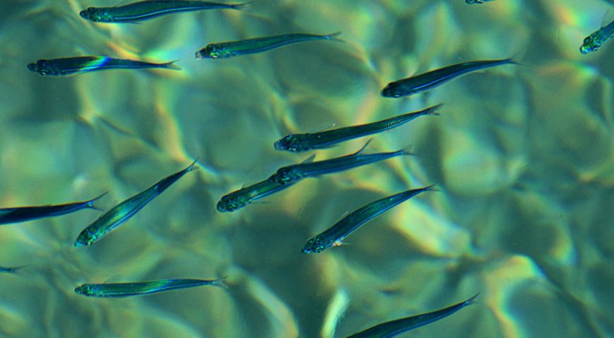 Foto dana 30.7.2014.