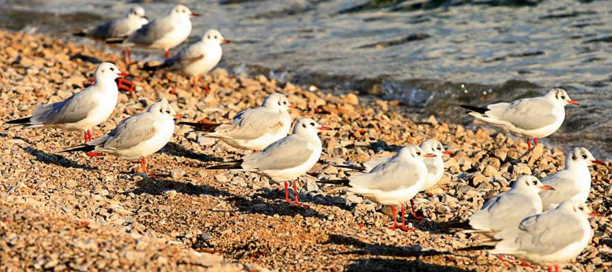 Sunčano s umjerenom burom