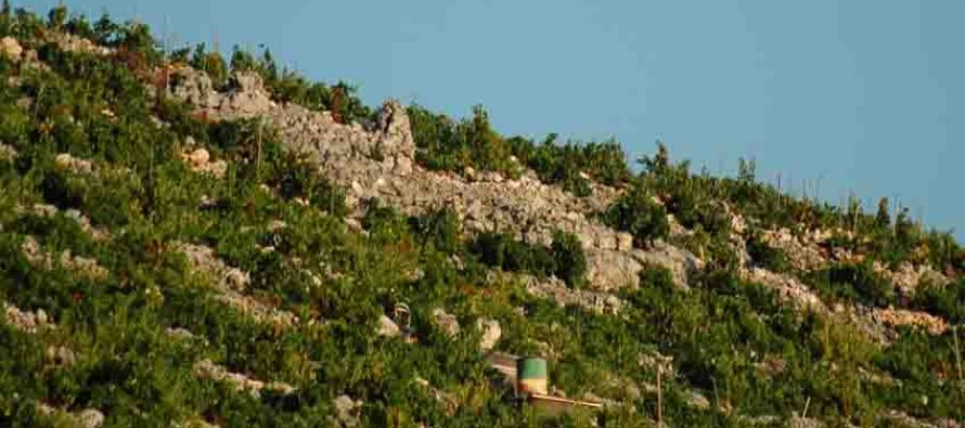 Primoštenski vinogradar na meti: lopovi odnijeli pocinčane kolce