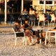 Uživancija na suncu – Bablje lito traje i traje