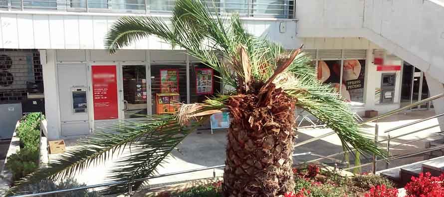 Primoštenske palme uništava crvena palmina pipa ?