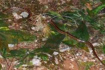 Viđena jedna od najljepših neotrovnih zmija u Europi
