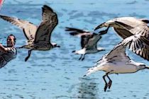 FORA PLUS – Fanatic