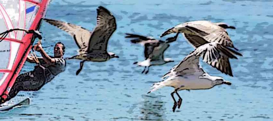 FORA PLUS – Fanatic