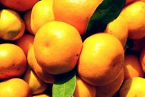 Mandarine iz Neretve u Vodicama, Rogoznici i Primoštenu po 3 kn/kg