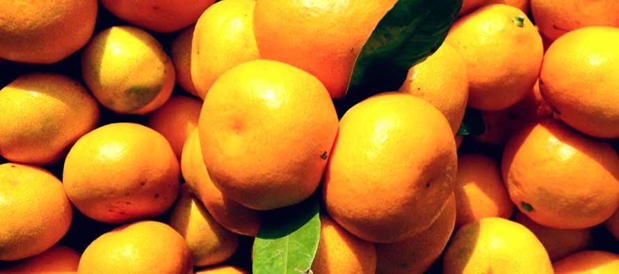 Mandarine iz Neretve u Vodicama, Rogoznici i Primoštenu po 3 kn/kg