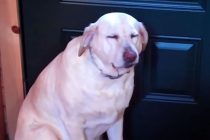 Denver – pas koji ne zna sakriti krivnju