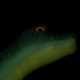 Dinosaur i gorila