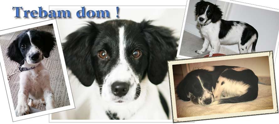 OGLAS: Malo štene traži dom