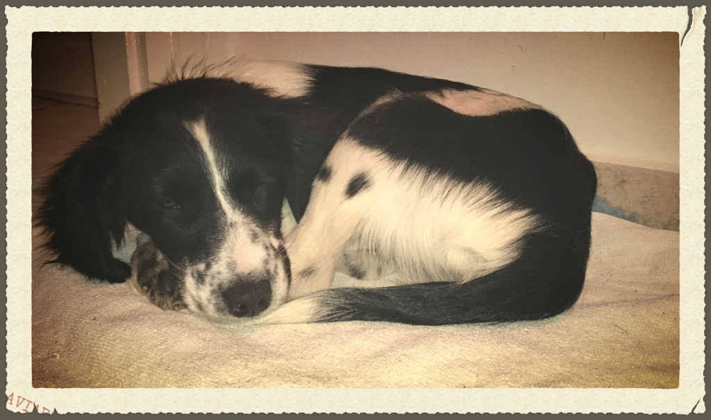 štene sviti primošten