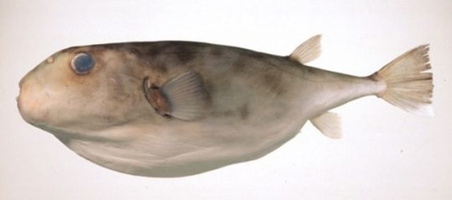 Opasnost na Jadranu: Ne jedite ovu ribu, njezin otrov može vas ubiti