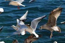 Tjedan u kojem će sunca biti na “kapaljku”: Doznajte kada nam stižu bura i zahlađenje