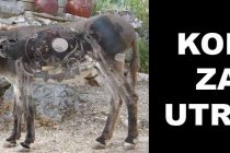 FORA PLUS – Konj za utrku