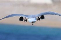 FORA PLUS / Galebarenje