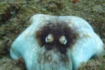 Fantastična kamuflaža hobotnice