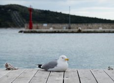 Primošten na dan 8.4.2015.