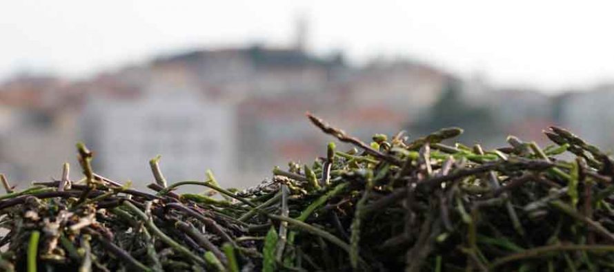 Šparoge i jaja pojela je raja…