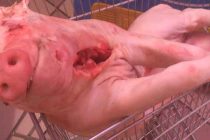 FORA PLUS – Goudini