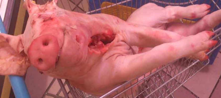 FORA PLUS – Goudini