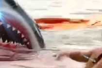 FORA PLUS – Gricko