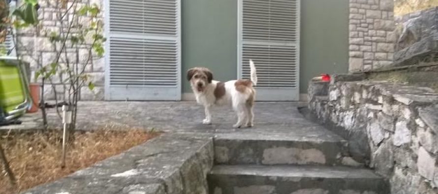 Izgubljeni Gricko