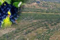 U Vinariji kreće otkup grožđa sa šibenskog i primoštenskog područja, evo cijena za debit, maraštinu, plavinu i babić
