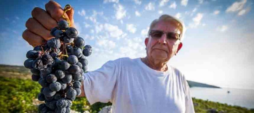 U Primoštenu pokopan predsjednik udruge vinogradara i maslinara: Šjor Ante Gracin krčio je Bucavcu put prema listi UNESCO-a