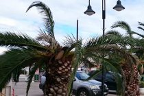 Palme posustaju u borbi sa velikim nametnikom