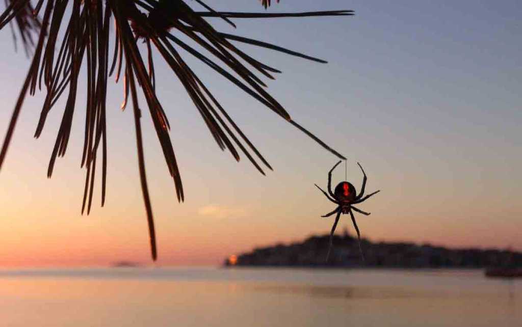spider