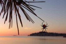 FORA PLUS – Spajdermen