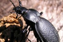 Okupljanje vrhunskih svjetskih znanstvenika u Primoštenu ! Razlog – kukac trčak !!