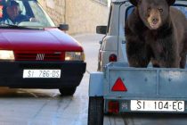 FORA PLUS – Pravilna vožnja medvjeda