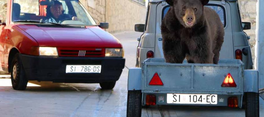 FORA PLUS – Pravilna vožnja medvjeda