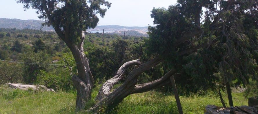 FORA PLUS – Mega Smrič