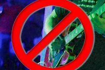 Zabranjena živa glazba na primoštenskim štekatima