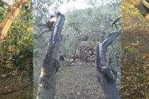 Savjeti za maslinare : Ožegline na maslinama