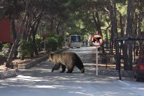 FORA PLUS – Medi kazna od 300 Kn