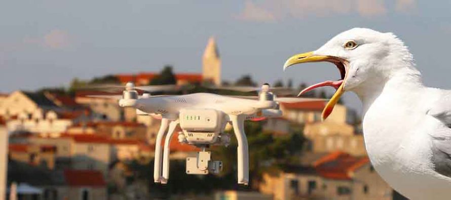 Primoštenski galebovi u napadu na drona :)