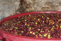 Odgađanje  berbe može naštetiti kvaliteti ulja !