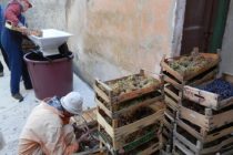 Tradicija pravljenja misnog vina u župi Primošten