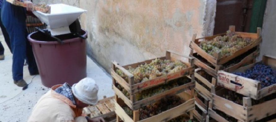 Tradicija pravljenja misnog vina u župi Primošten