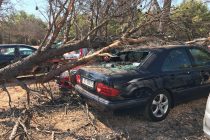 Bura srušila stablo na dva parkirana auta