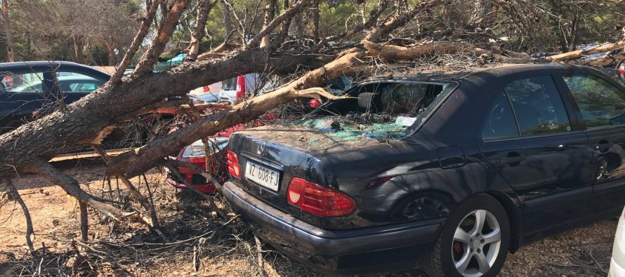 Bura srušila stablo na dva parkirana auta