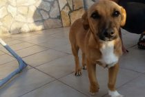 Psić traži obitelj