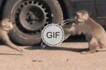 Teke za nasmijati se …