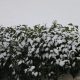Snijeg u Primoštenu 26.02.2018.