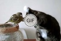 Teke za nasmijati se …