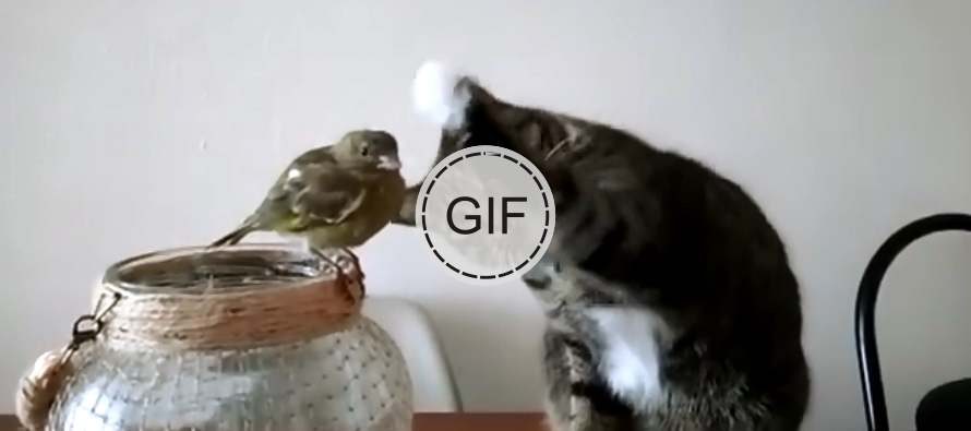 Teke za nasmijati se …